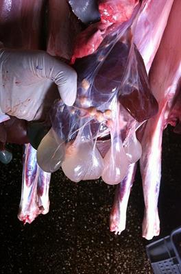 Assessment of health problems of sheep and goats based on ante-mortem and post-mortem inspection at Addis Ababa Abattoir, Ethiopia
